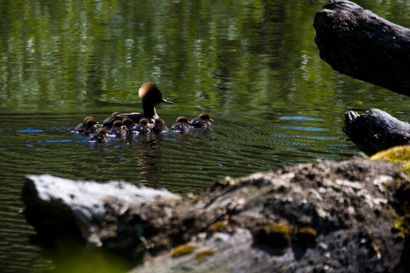 Hooded Merganser With Ducklings